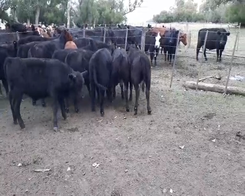 Lote 12 Terneros en arboledas, Buenos Aires