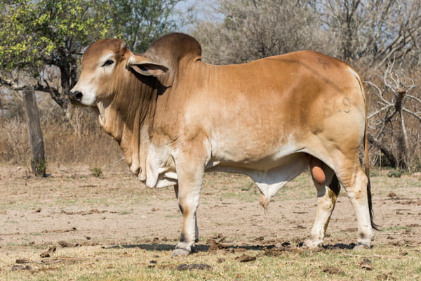 Lote Corral  16 - CABAÑA DON TOMAS