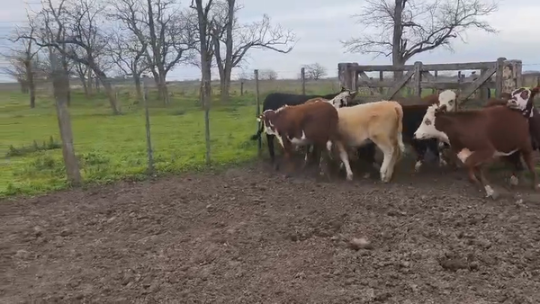 Lote 10 Terneras