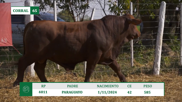 Lote TOROS SANTA GERTRUDIS A VENTA EN HERSILIA 2026