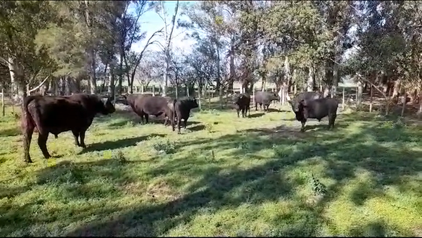 Lote (Vendido)8 Toros ANGUS 650kg -  en OMBUES DE LAVALLE