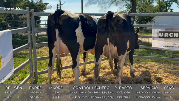 Lote Vacas
