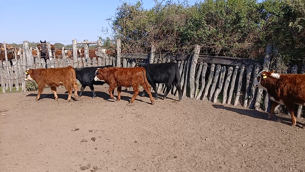 Lote 81 Terneros/as en Corrientes, Curuzu Cuatia