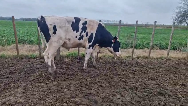 Lote Toros 500kg - , San José