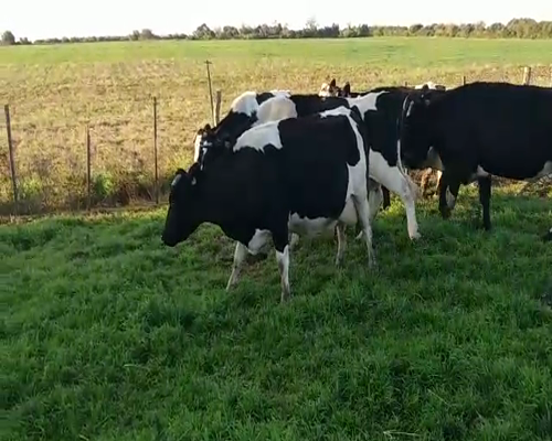 Lote (Vendido)6 Vacas de Invernada 550kg -  en COLONIA ESTRELLA