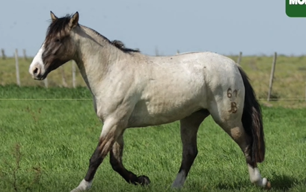 Lote CASTRADOS MONTADOS CRIOLLOS PUROS DE PEDIGREE(CORRAL C)