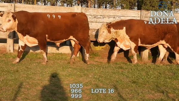 Lote TOROS POLLED HEREFORD