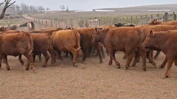 Lote 70 Faena en Alcira Gigena, Córdoba