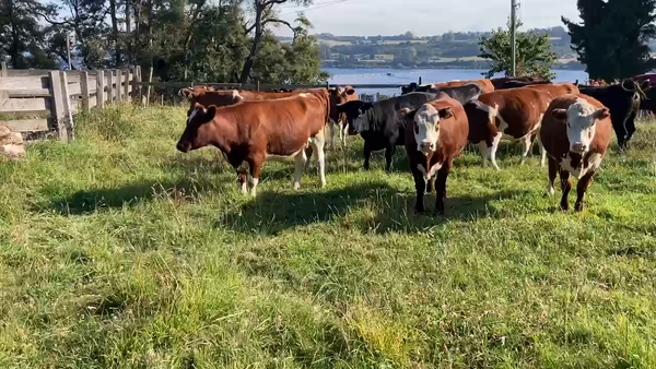 Lote 25 Vaquilla Gorda en Puerto Varas, X Región Los Lagos