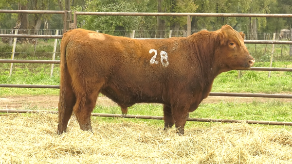 Lote TOROS ANGUS COLORADOS  PC