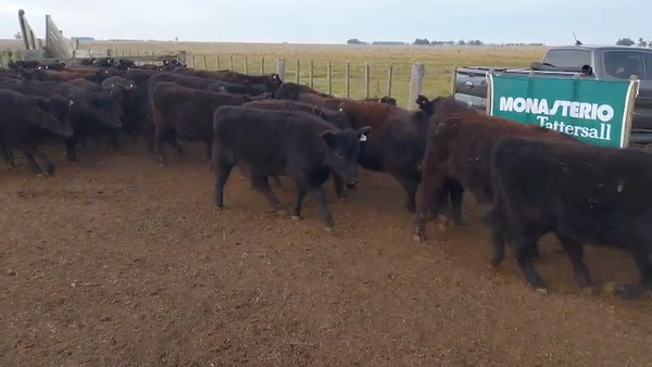 Lote 50 Novillitos y Vaquillonas en Olavarría