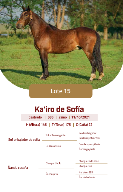 Lote LOTE 15