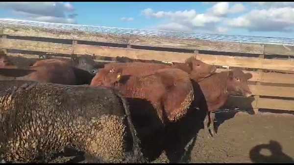 Lote 20 Vaquilla Gorda en Los Ángeles, VIII Región Biobío