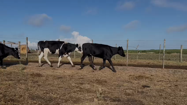 Lote VAQUILLONAS 1 a 2 AÑOS