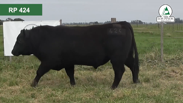 Lote 3 Toros ANGUS en Balcarce