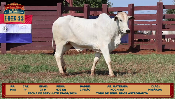 Lote LOTE 33
