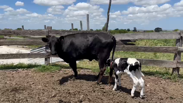 Lote 6 Vaquillonas , San José