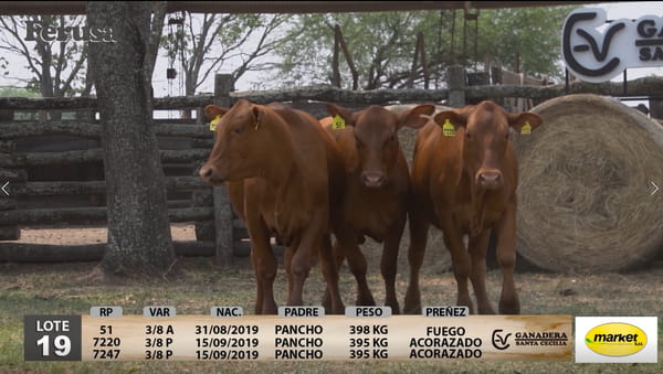 Lote Ganadera Santa Cecilia - Lote 19
