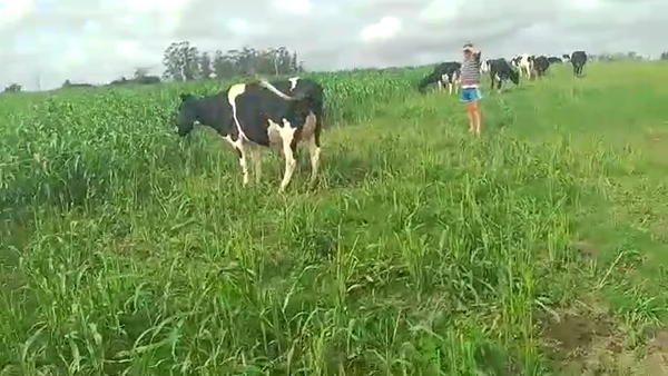 Lote 1 Vaquillona prox Hol