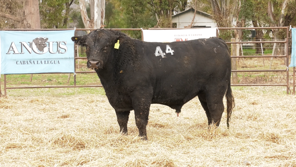 Lote TOROS ANGUS NEGROS  PC