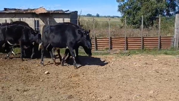 Lote 5 Novillos 1 a 2 años ANGUS/ HOLANDO 300kg -  en PASO LA QUINTA