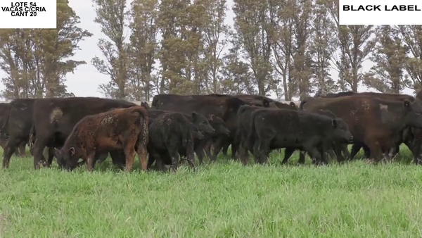 Lote VACAS CON CRIA BLACK LABEL