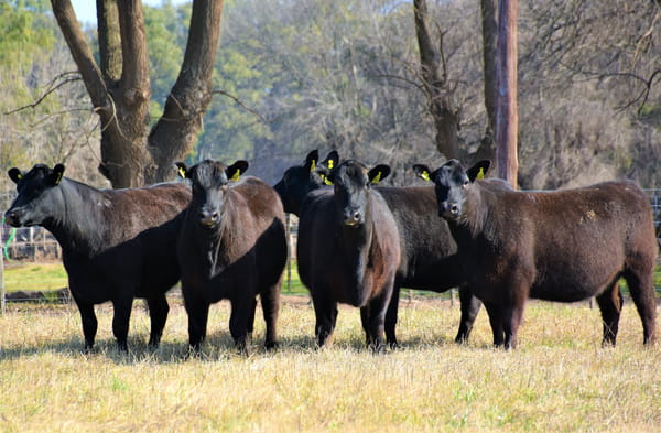 Lote "Cabaña ""Don Felix"" Vaquillonas PC"