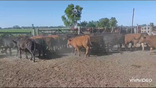 Lote 30 Terneros en Brandsen, Buenos Aires