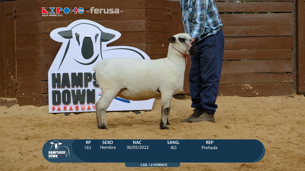 Lote LOTE 75 - BOZAL