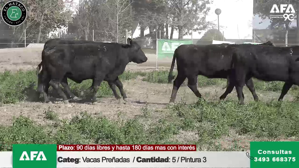 Lote """EL MATACO"" VACAS PREÑADAS