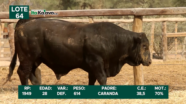 Lote LOTE 64