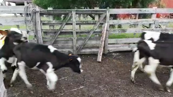 Lote 18 Terneros en San José