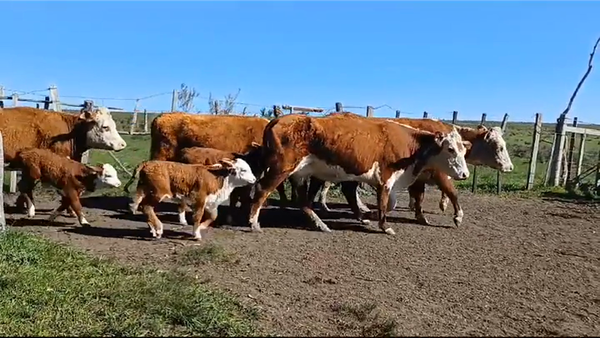 Lote (Vendido)12 Piezas de cría HEREFORD en PUNTAS DEL PERDIDO
