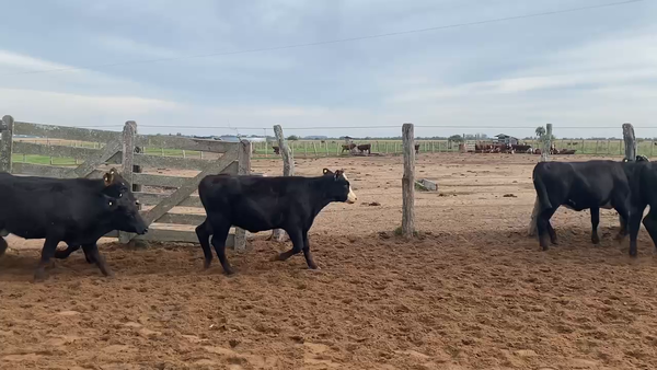 Lote 70 Terneras