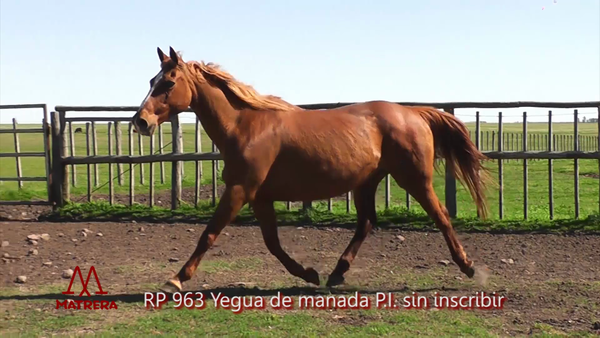 Lote YEGUA DE MANADA 963