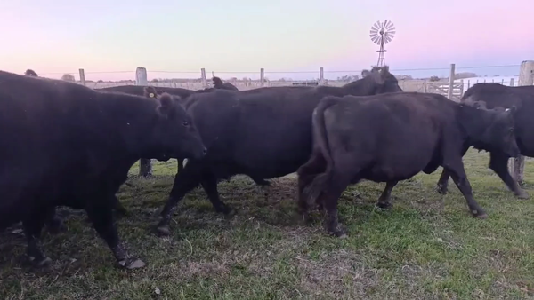 Lote 19 Vacas CUT preñadas