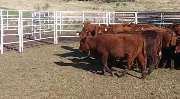 Lote (Vendido)60 Terneros AA 235kg -  en PICADA BENITEZ