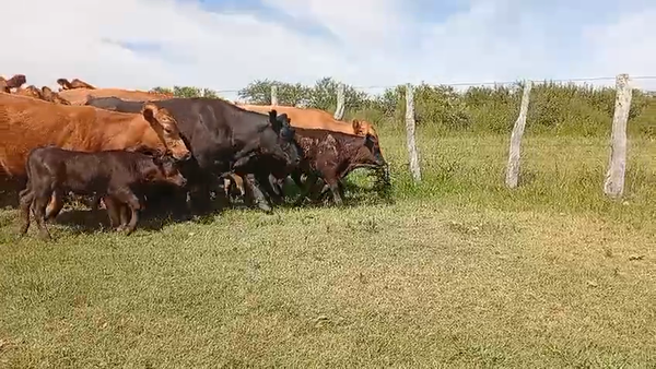 Lote 50 Vacas con Cría