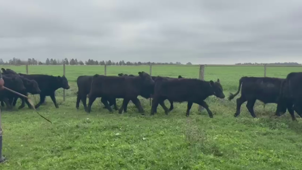 Lote 105 TERNS MACHOS, CNEL. PRINGLES, PCIA. DE BS. AS.