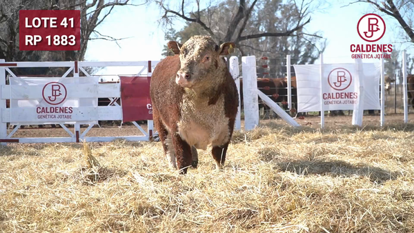 Lote Toro PR
