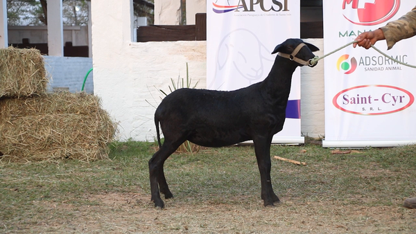 Lote Lote 10 - Ovinos
