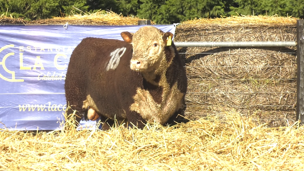 2 - 30052 — TOROS P. HEREFORD PURO REGISTRADO