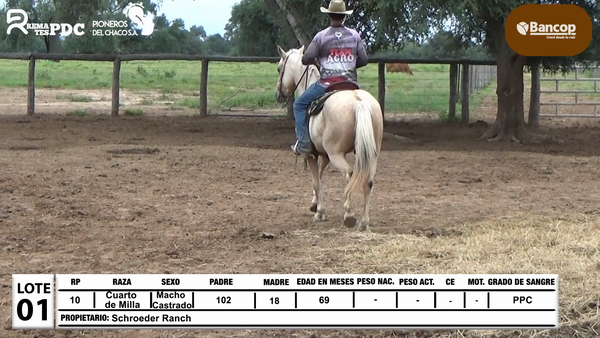 Lote Lote 1