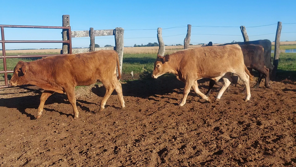 Lote 56 Terneros/as