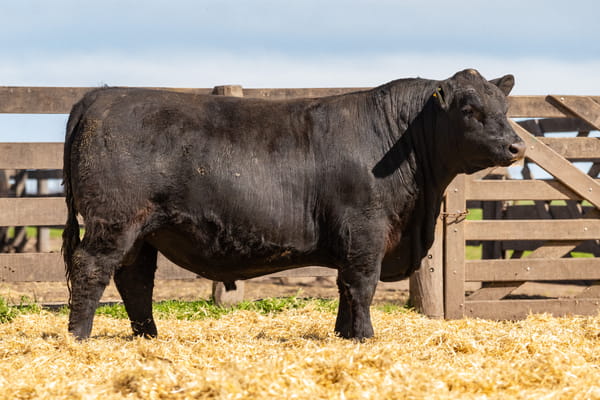 Lote Toro PC