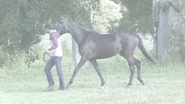 Lote SANDINA GIRL (SANDINO RULER - HADA GIRL)