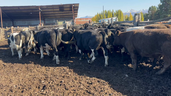 Lote 50 Novillo Engorda en Coyhaique, XI Región Aysén
