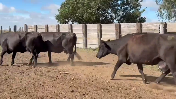 Lote 25 Vacas CUT preñadas