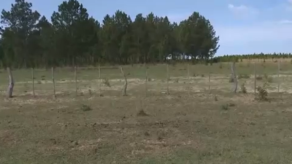 Lote 85 Terneros/as en Chavarría, Corrientes