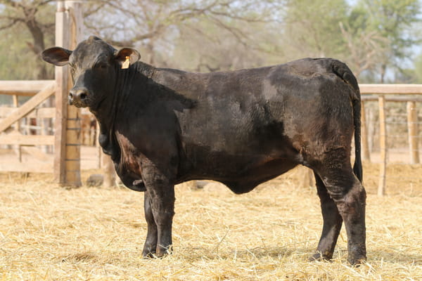 Lote LOTE 46
